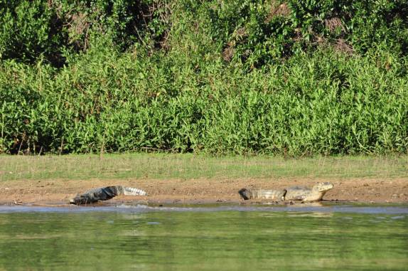 Jacarés tomam sol na orla do rio Cuiabá, região de Porto Jofre, no final da rodovia Transpantaneira, no Pantanal Norte, no Mato Grosso